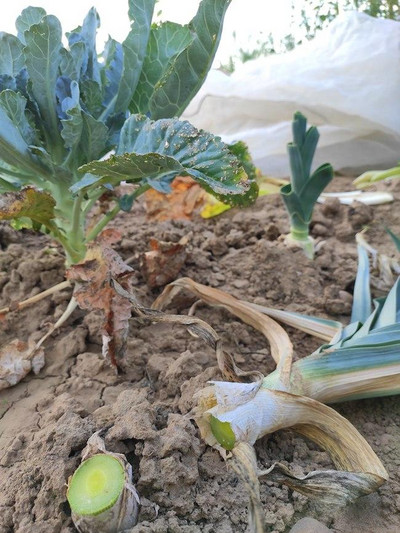 Und so kannst du dein Lauch einfach im Garten nachwachsen lassen