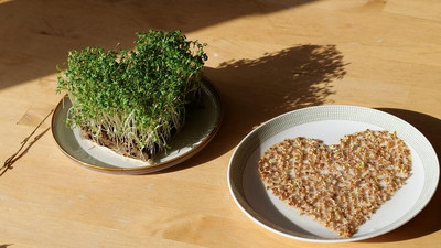 meine ernte Kresseherzen
