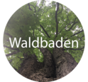 Weiter zu Waldbaden