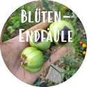 Blütenendfäule an Tomaten