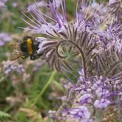 Hummel auf Phacelia