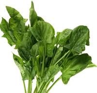 Spinat ist supergesund
