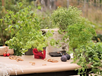 Kräuterpaket aus erntefertigen Bio-Kräutern