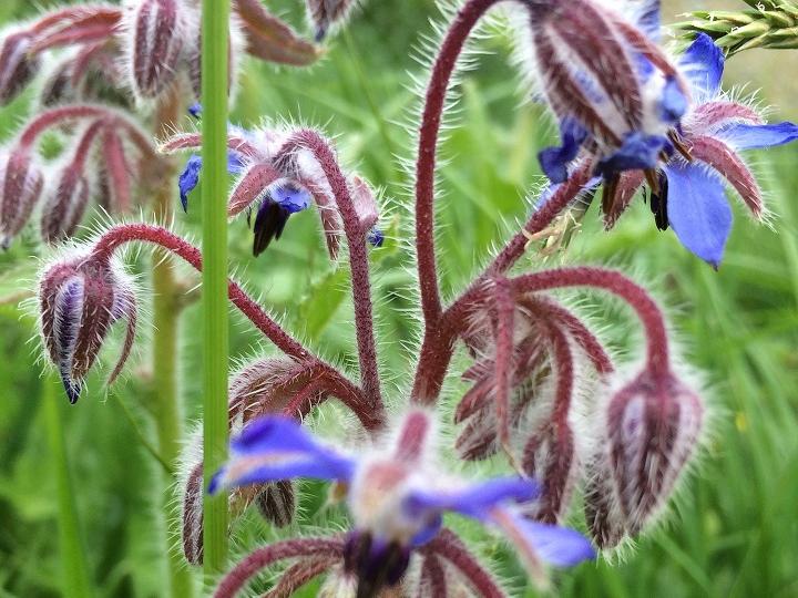 Borretsch in Blüte