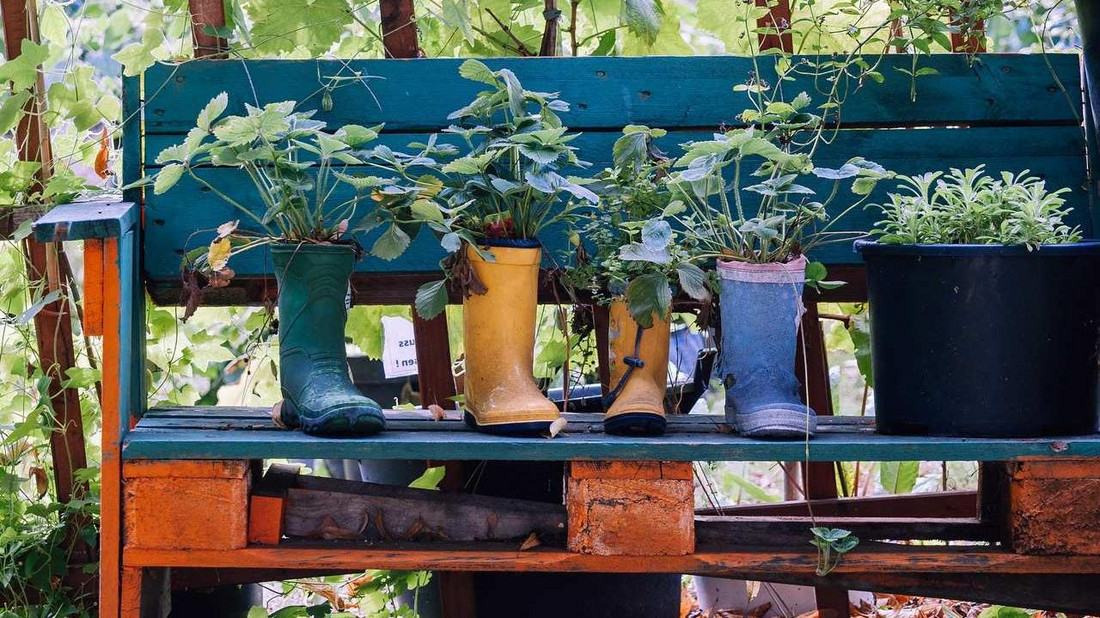 Gummistiefel dienen als Pflanzgefäß für Erdbeeren