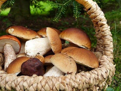Pilzkorb Korb voll mit Pilzen