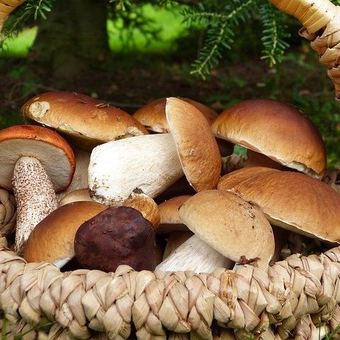 Pilze im Korb
