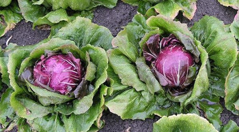 Nach 4 Monaten kannst du deinen Radicchio ernten