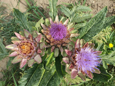 Die lila Blüten der Artischocken sind sehr ansehnlich