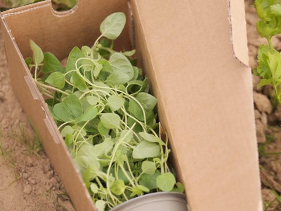 Kräuterpaket aus erntefertigen Bio-Kräutern