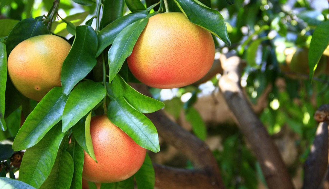 Grapefruit am Baum