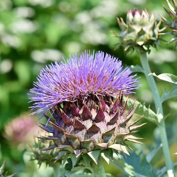 meine ernte: Artischocke anbauen, pflegen, ernten und lagern