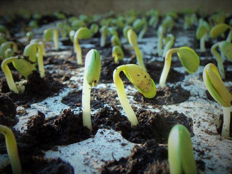 Edamame kannst du ganz leicht selbst anbauen