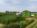 Foto der Gemüsegärten