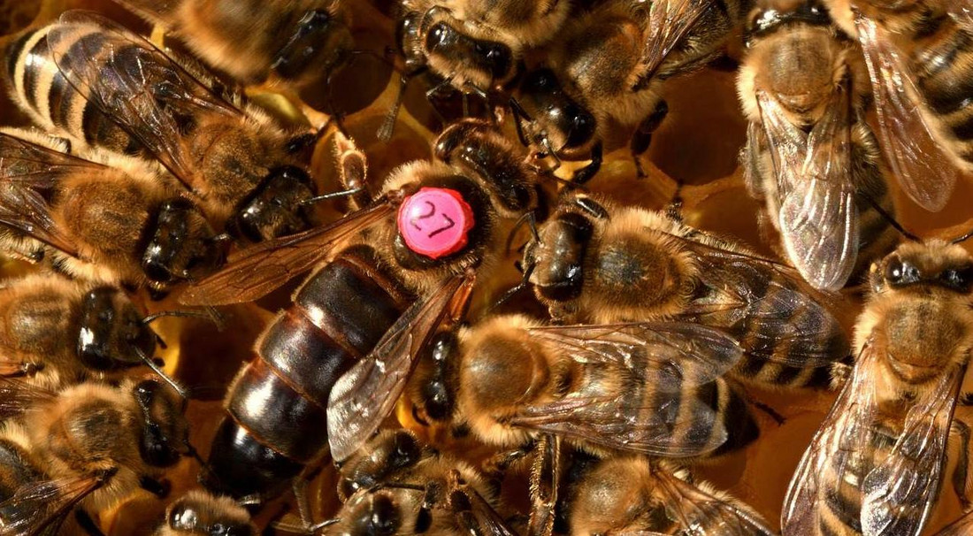Bienenköniginnen werden von Imkern häufig markiert markierte Bienenkönigin