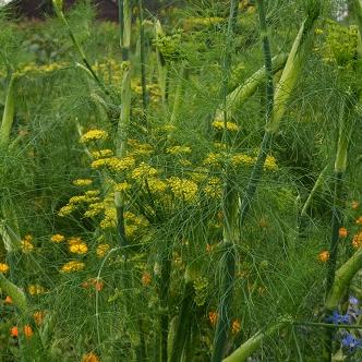 Dill in Blüte