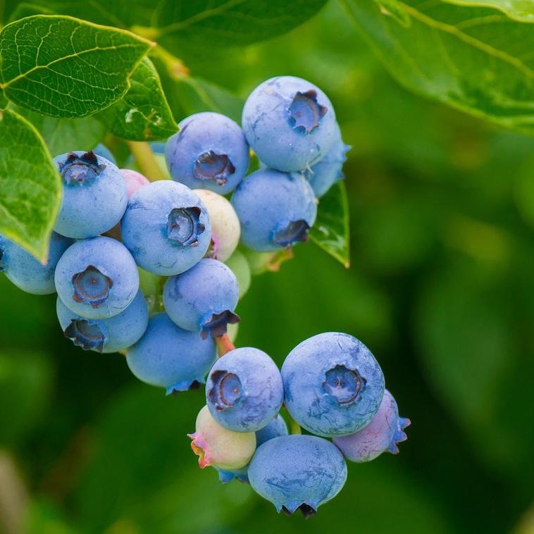Blaubeeren