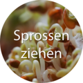 Weiter zu Sprossen ziehen