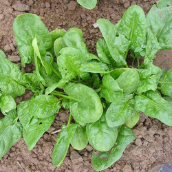 Spinat schmeckt roh im Salat auch super