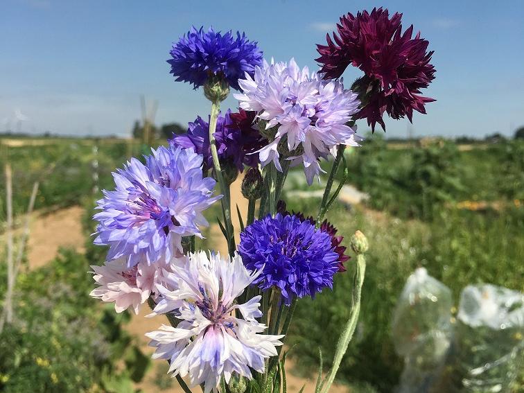Kornblumen - ein Traum aus blauen Blüten