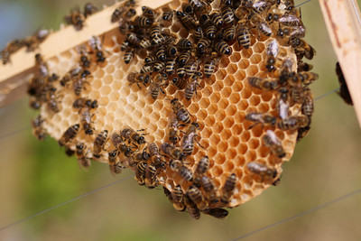 Bienenwabe im Wildbau