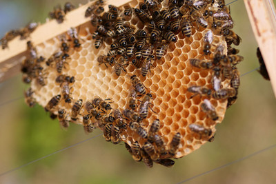 Bienenwabe im Wildbau Bienenwabe im Wildbau
