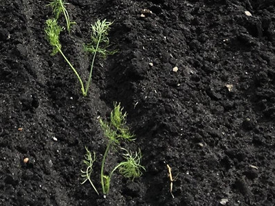 Fenchel Jungpflanzen