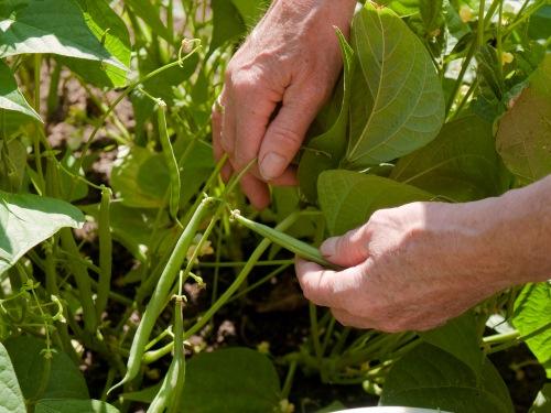 Meine Ernte Buschbohnen Anbauen Pflegen Ernten Und Lagern