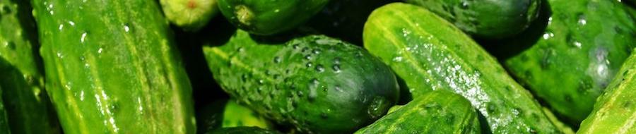 Die Schale der Gurke enthält die meisten Nährstoffe