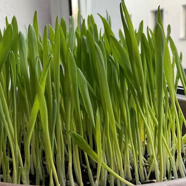 Garstengras