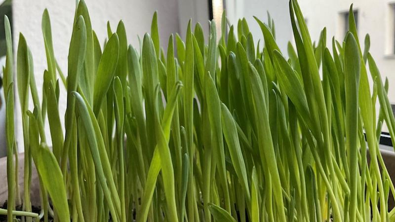 Gerstengras ist ein echtes Superfood