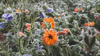 gefrorene Blumen