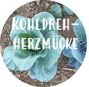 Kohldrehherzmücke