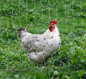 Hühner sind natürliche Schädlingsbekämpfer