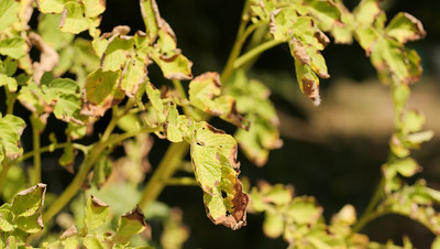 Kraut- und Braunfäule an Kartoffelpflanzen