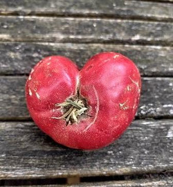 Tomate in Herzform