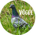 Vögel im Garten