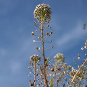 Hirtentäschel Hirtentäschel