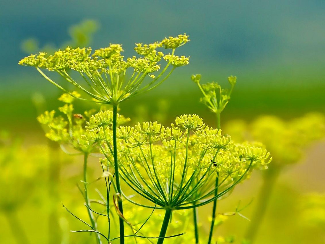 Fenchelblüte
