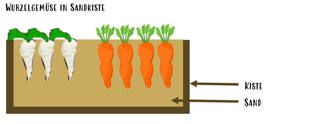 Grafik Gemüse lagern in Sandkisten
