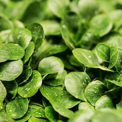 Feldsalat kennt wohl jeder als Wintergemüse