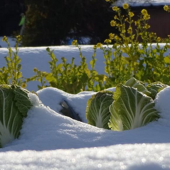 Chinakohl im Schnee