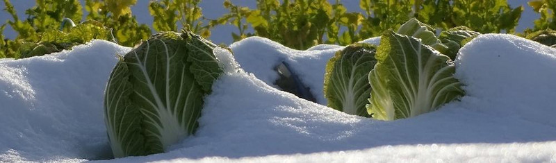 Zahlreiche Gemüsesorten kannst du auch noch im Winter ernten