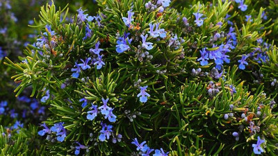 Die blauen Blüten des Rosmarin ziehen im Sommer zahlreiche Insekten an