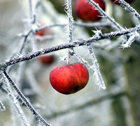 Apfelbaum im Wintergarten