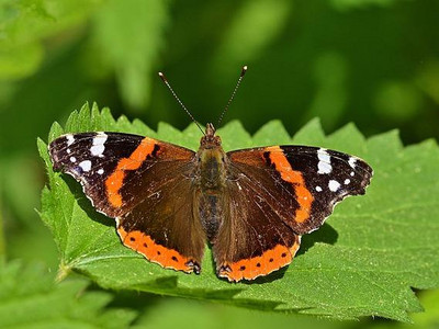 Schmetterling Admirtal auf Brennnessel Schmetterling Admirtal auf Brennnessel