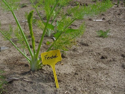 Fenchel