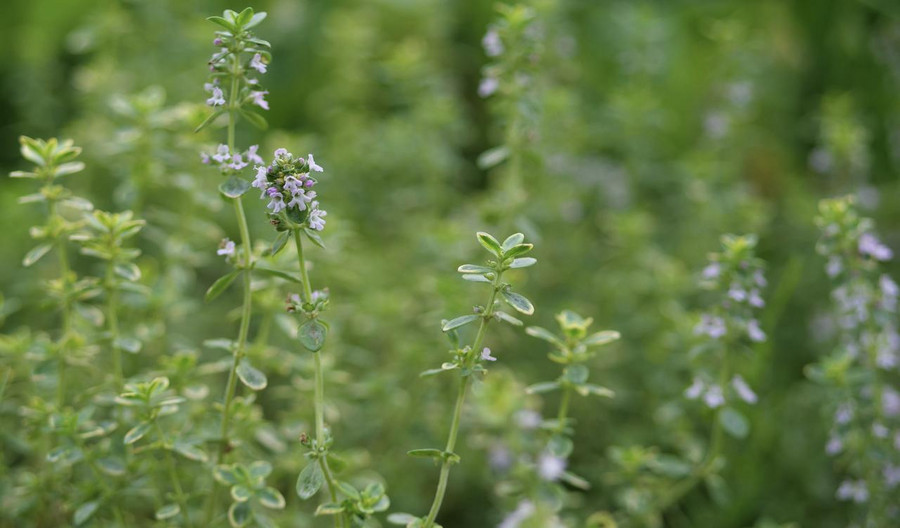 Thymian