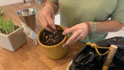 Gerstengras wird ausgesät