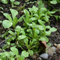 meine ernte Feldsalat anbauen, pflegen, ernten und lagern